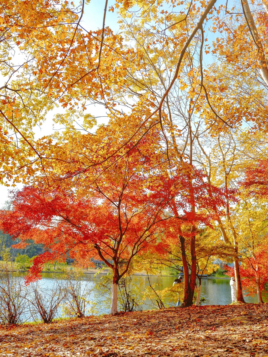 Shanghai/Hangzhou-Autumn maple leaf viewing in Shanghai！These places is truly a palette overturned by God!