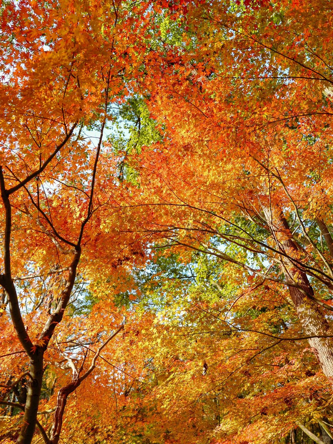 Shanghai/Hangzhou-Autumn maple leaf viewing in Shanghai！These places is truly a palette overturned by God!