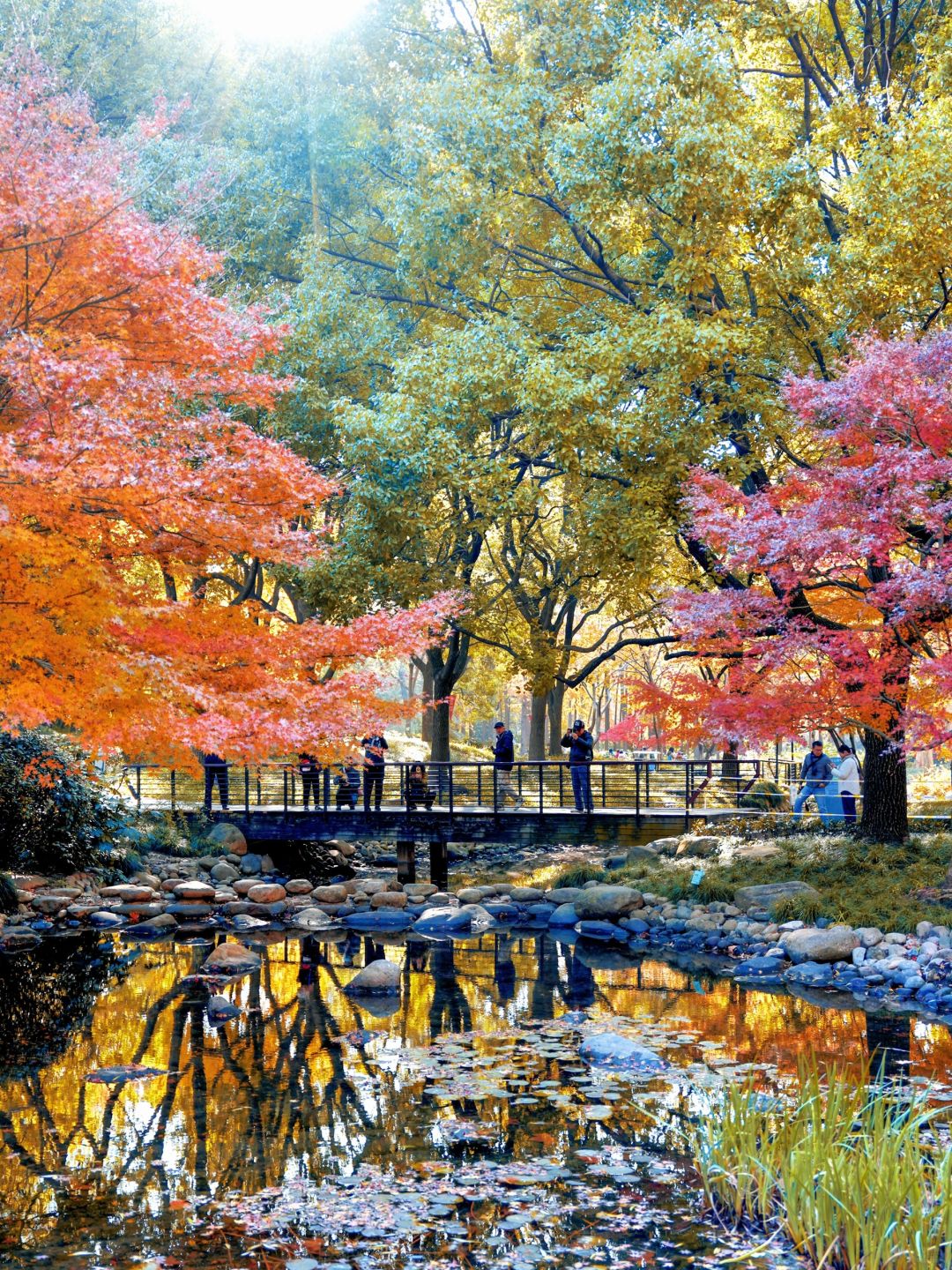 Shanghai/Hangzhou-Autumn maple leaf viewing in Shanghai！These places is truly a palette overturned by God!