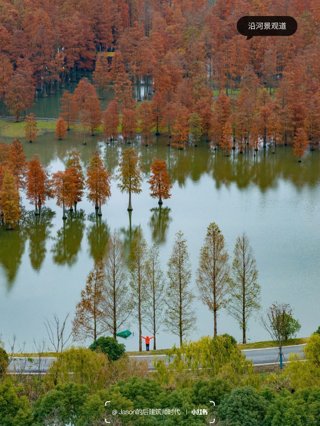 Shanghai/Hangzhou-Shanghai Qingxi Suburban Park, bald cypress trees have turned red and entered the best viewing period!