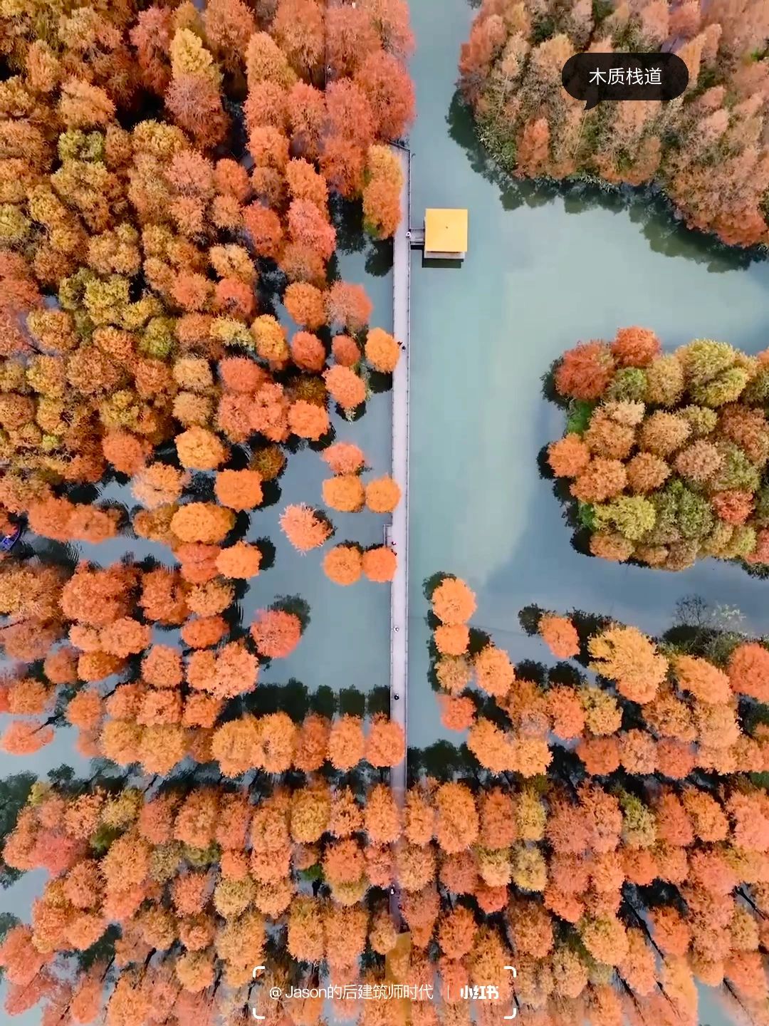 Shanghai/Hangzhou-Shanghai Qingxi Suburban Park, bald cypress trees have turned red and entered the best viewing period!