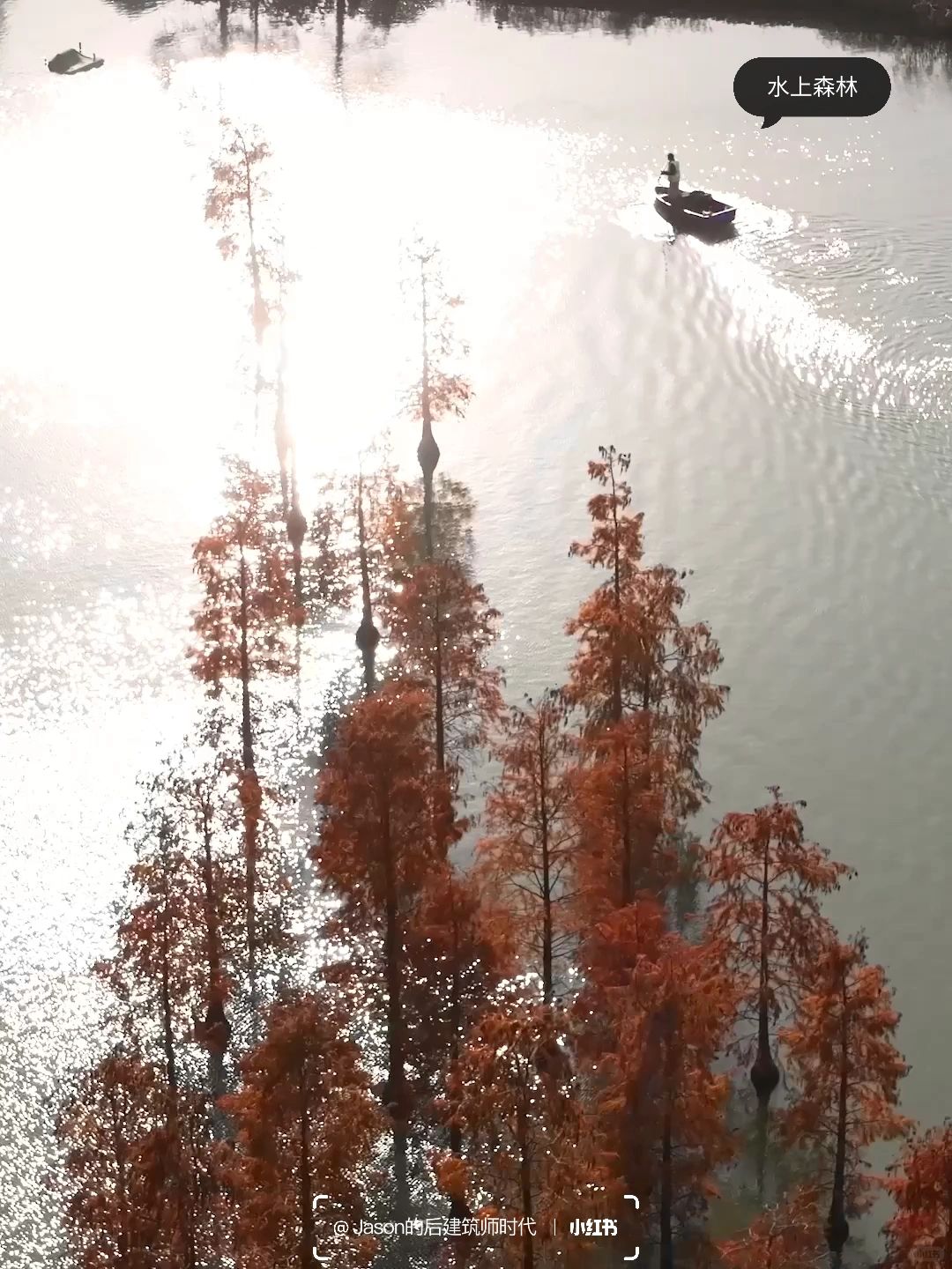 Shanghai/Hangzhou-Shanghai Qingxi Suburban Park, bald cypress trees have turned red and entered the best viewing period!