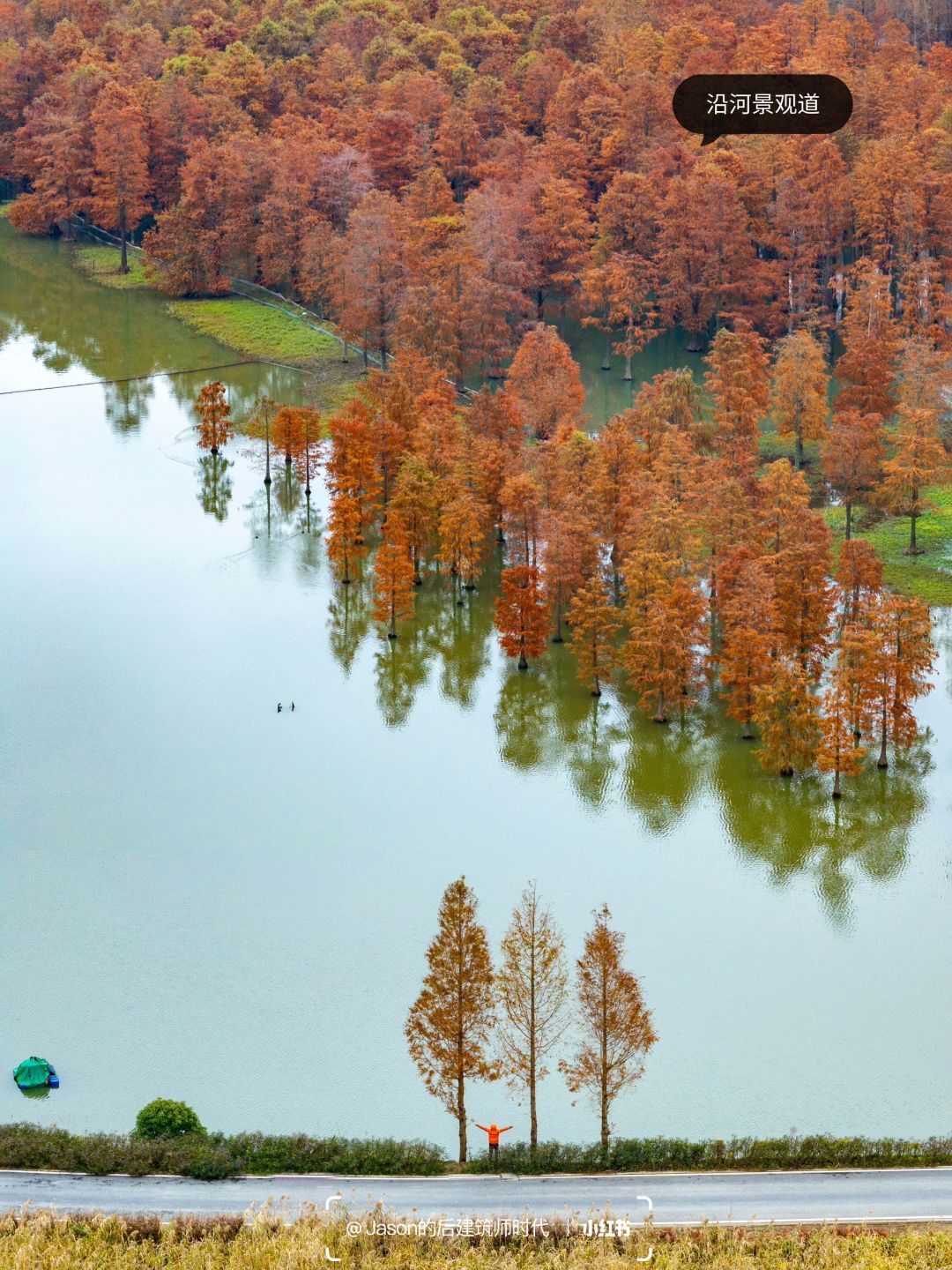 Shanghai/Hangzhou-Shanghai Qingxi Suburban Park, bald cypress trees have turned red and entered the best viewing period!