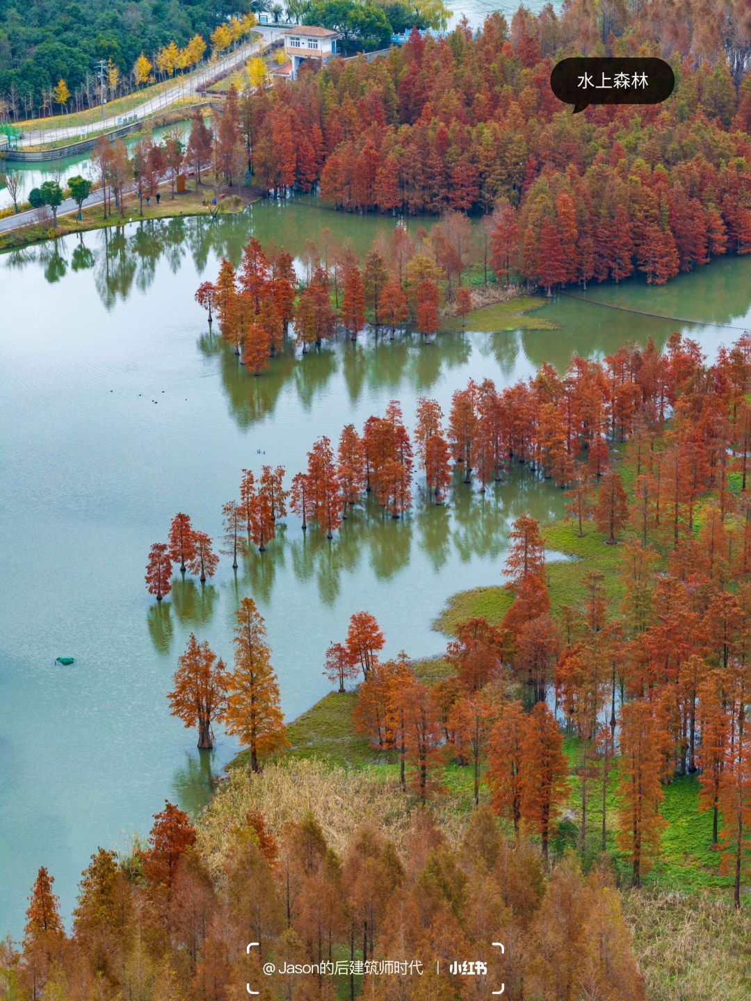 Shanghai/Hangzhou-Shanghai Qingxi Suburban Park, bald cypress trees have turned red and entered the best viewing period!