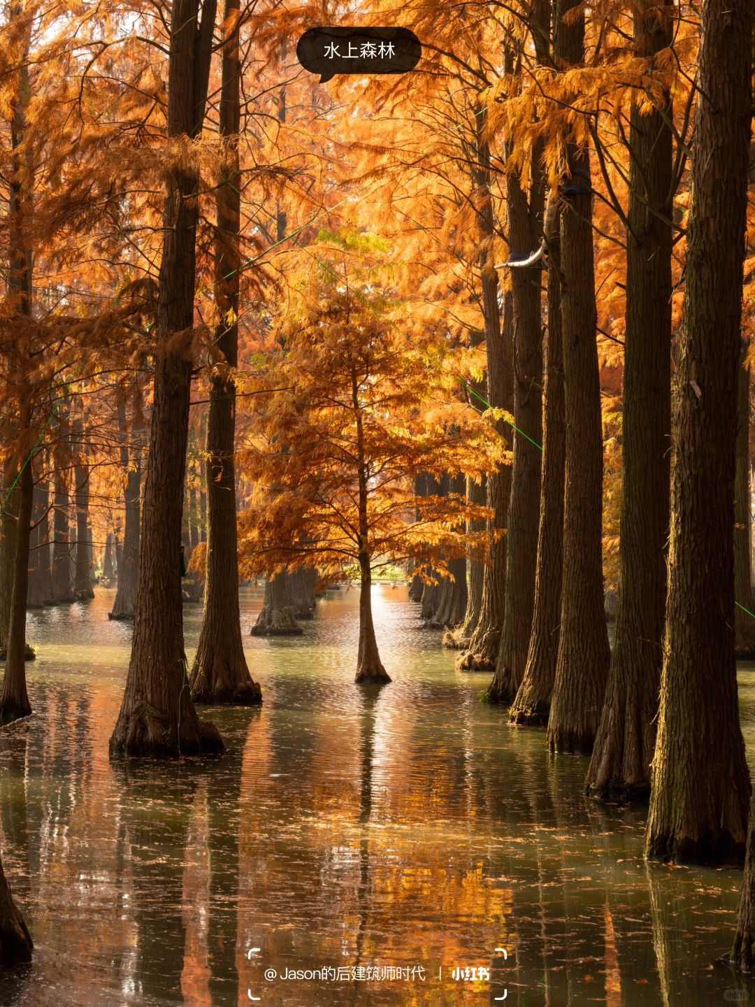 Shanghai/Hangzhou-Shanghai Qingxi Suburban Park, bald cypress trees have turned red and entered the best viewing period!