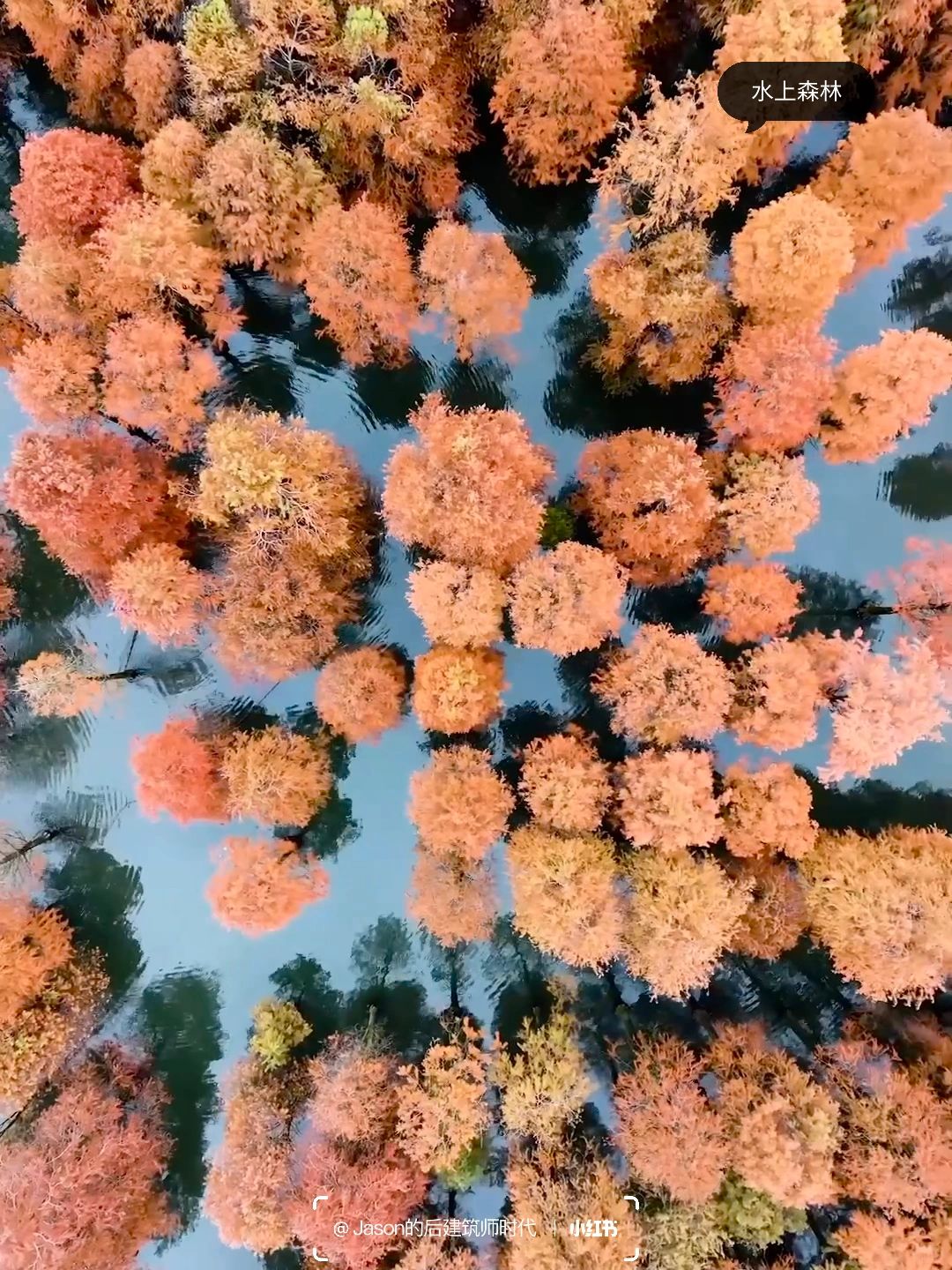 Shanghai/Hangzhou-Shanghai Qingxi Suburban Park, bald cypress trees have turned red and entered the best viewing period!