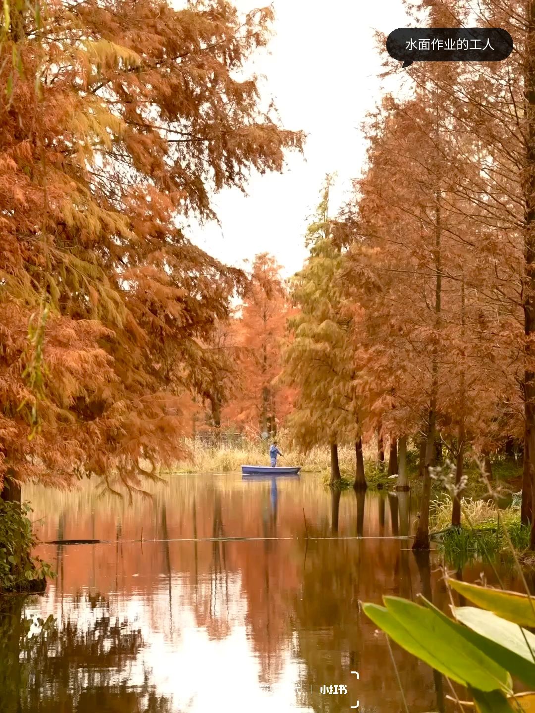 Shanghai/Hangzhou-Shanghai Qingxi Suburban Park, bald cypress trees have turned red and entered the best viewing period!