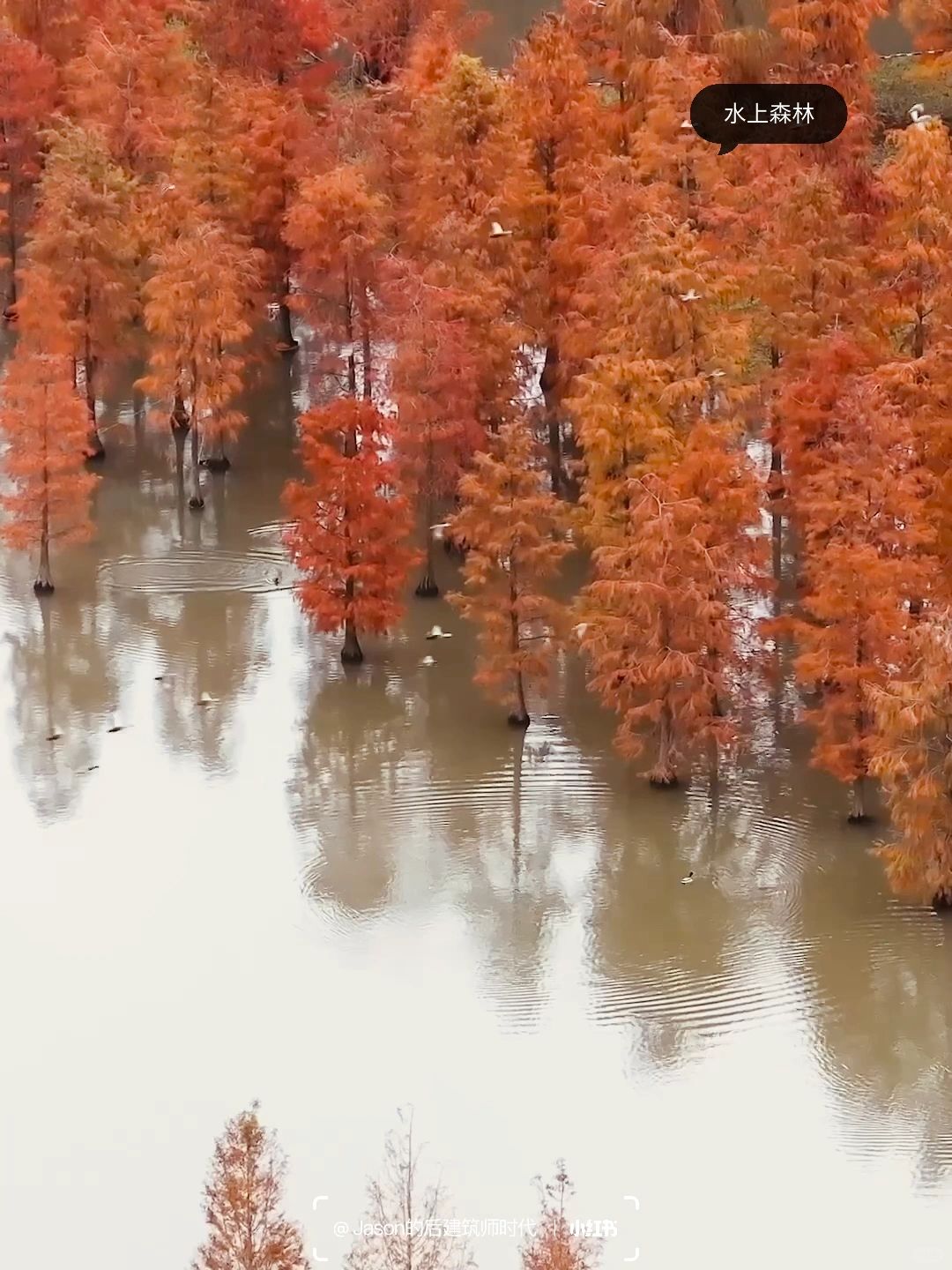 Shanghai/Hangzhou-Shanghai Qingxi Suburban Park, bald cypress trees have turned red and entered the best viewing period!