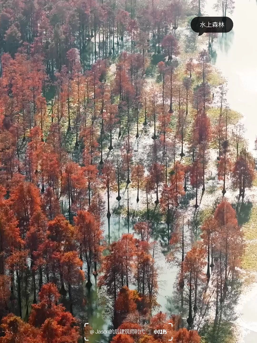 Shanghai/Hangzhou-Shanghai Qingxi Suburban Park, bald cypress trees have turned red and entered the best viewing period!