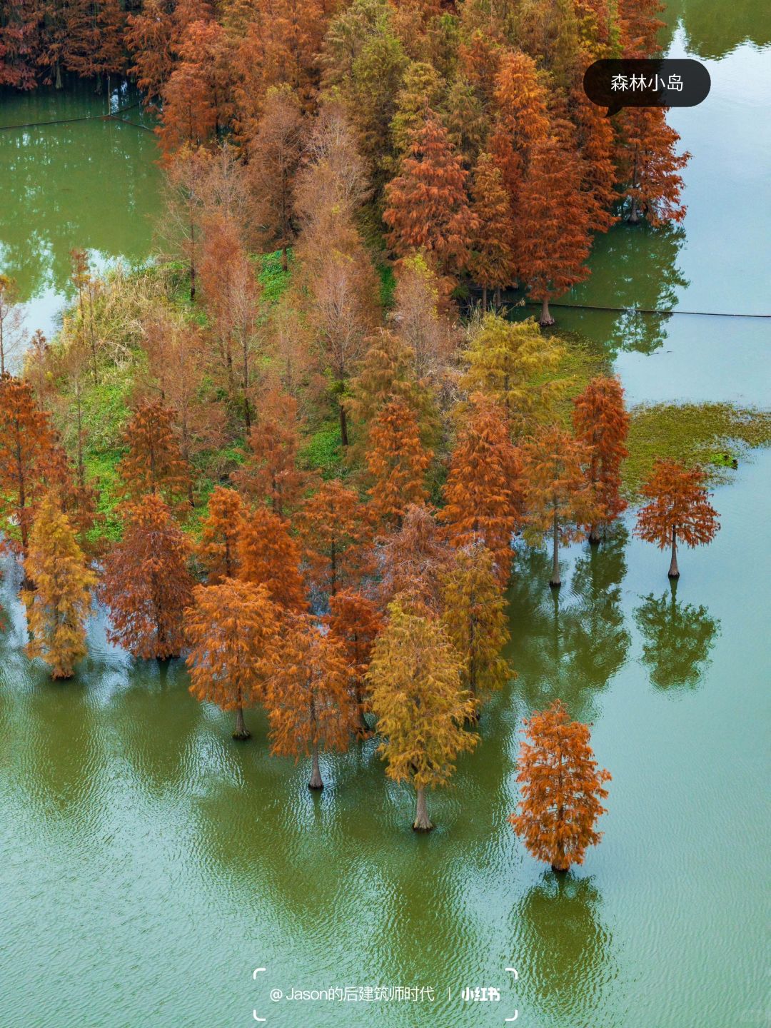 Shanghai/Hangzhou-Shanghai Qingxi Suburban Park, bald cypress trees have turned red and entered the best viewing period!