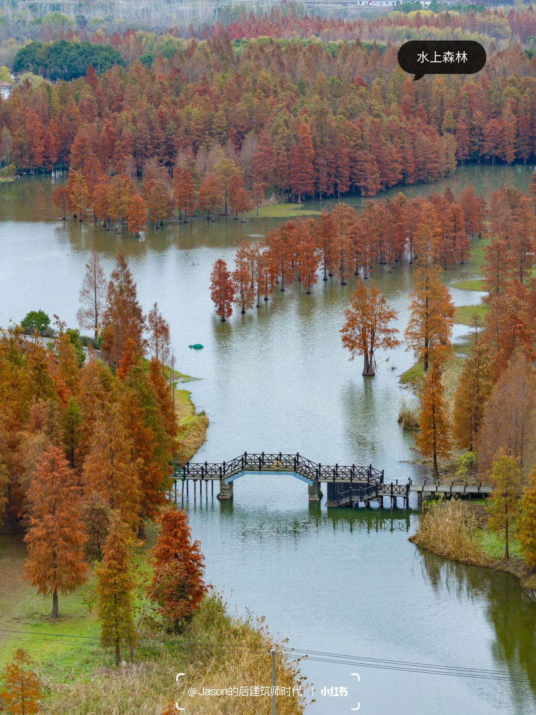 Shanghai/Hangzhou-Shanghai Qingxi Suburban Park, bald cypress trees have turned red and entered the best viewing period!