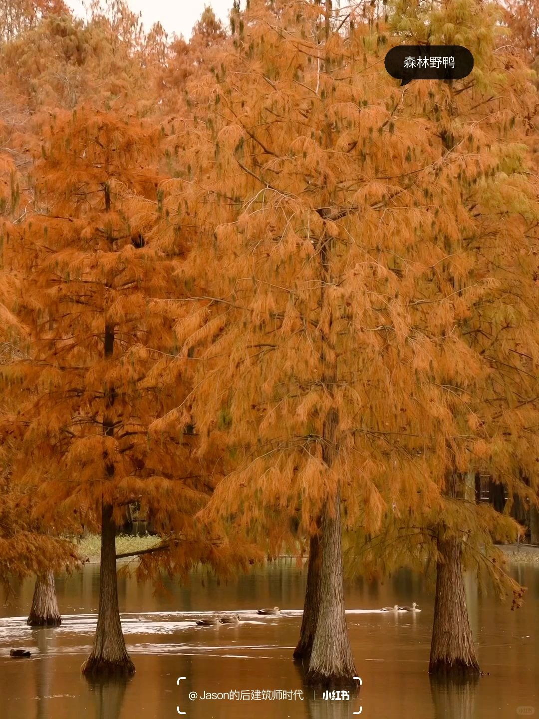 Shanghai/Hangzhou-Shanghai Qingxi Suburban Park, bald cypress trees have turned red and entered the best viewing period!