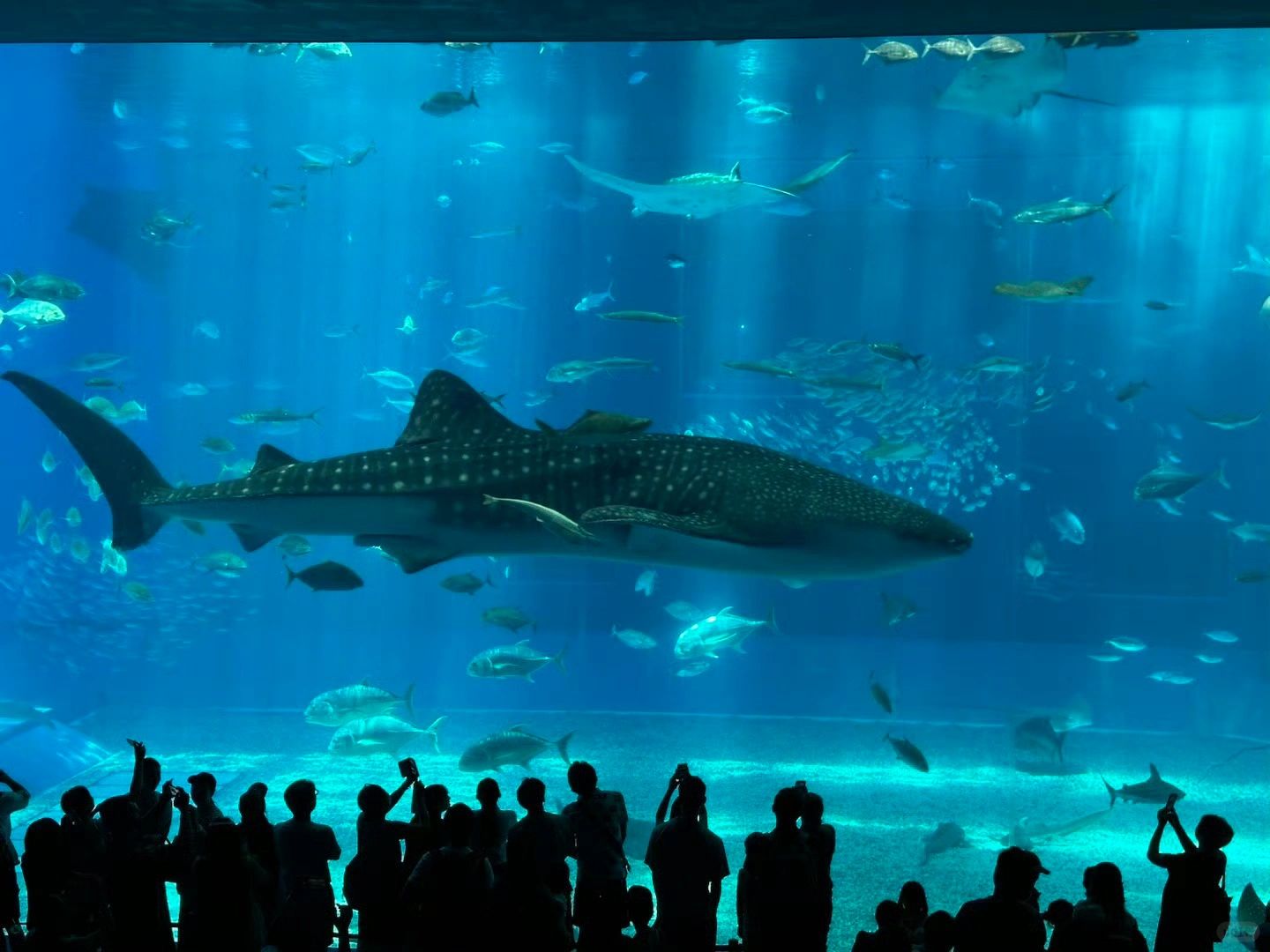 Okinawa-4 places you must visit in Okinawa:Manzamo,Kouri Island,Ocean Expo Park and Chatan Town American Village