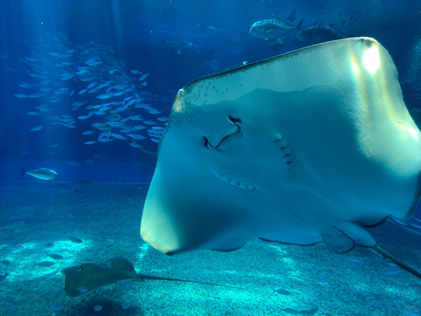 Okinawa-4 places you must visit in Okinawa:Manzamo,Kouri Island,Ocean Expo Park and Chatan Town American Village
