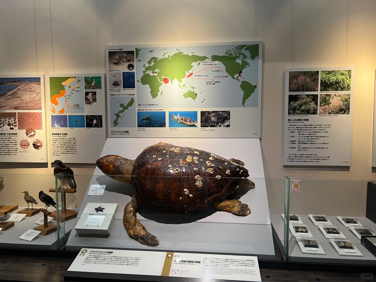 Sapporo/Hokkaido-The prefectural museum, art gallery and internet-famous Nuanmu Ramen