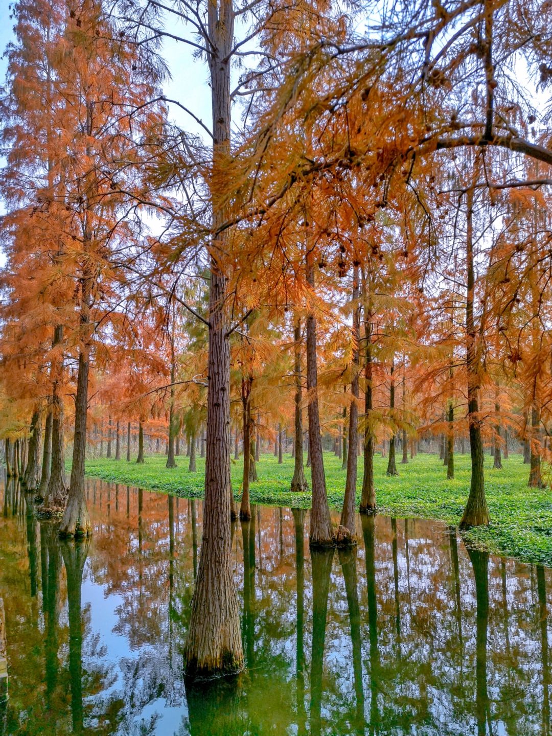 Shanghai/Hangzhou-Shanghai Qingxi Suburban Park is the only suburban park in Shanghai that features wetlands!