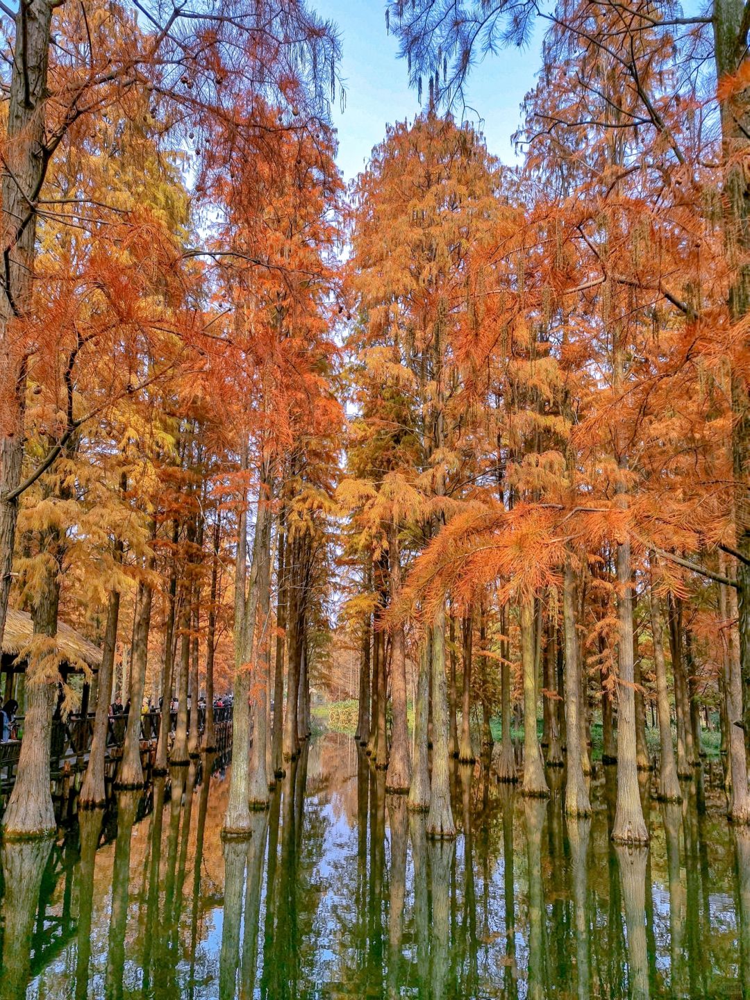 Shanghai/Hangzhou-Shanghai Qingxi Suburban Park is the only suburban park in Shanghai that features wetlands!