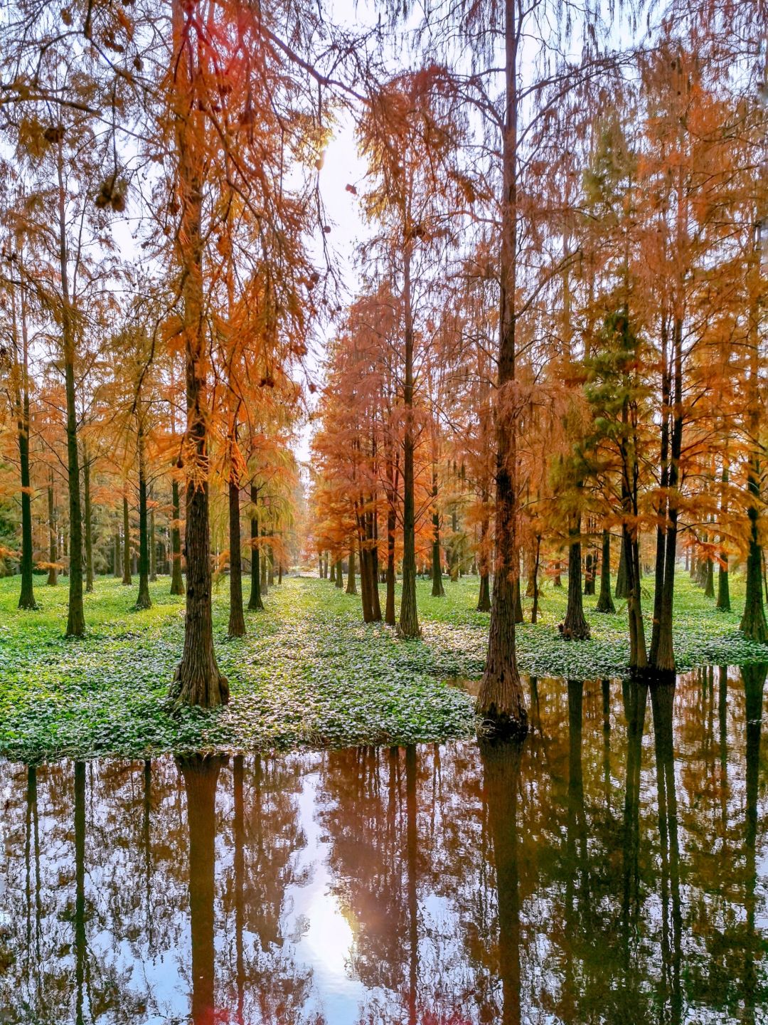 Shanghai/Hangzhou-Shanghai Qingxi Suburban Park is the only suburban park in Shanghai that features wetlands!