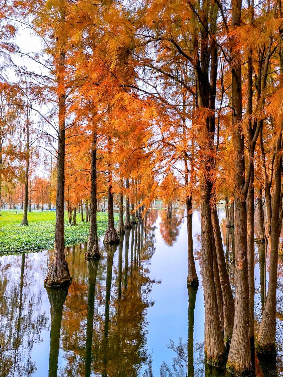 Shanghai/Hangzhou-Shanghai Qingxi Suburban Park is the only suburban park in Shanghai that features wetlands!