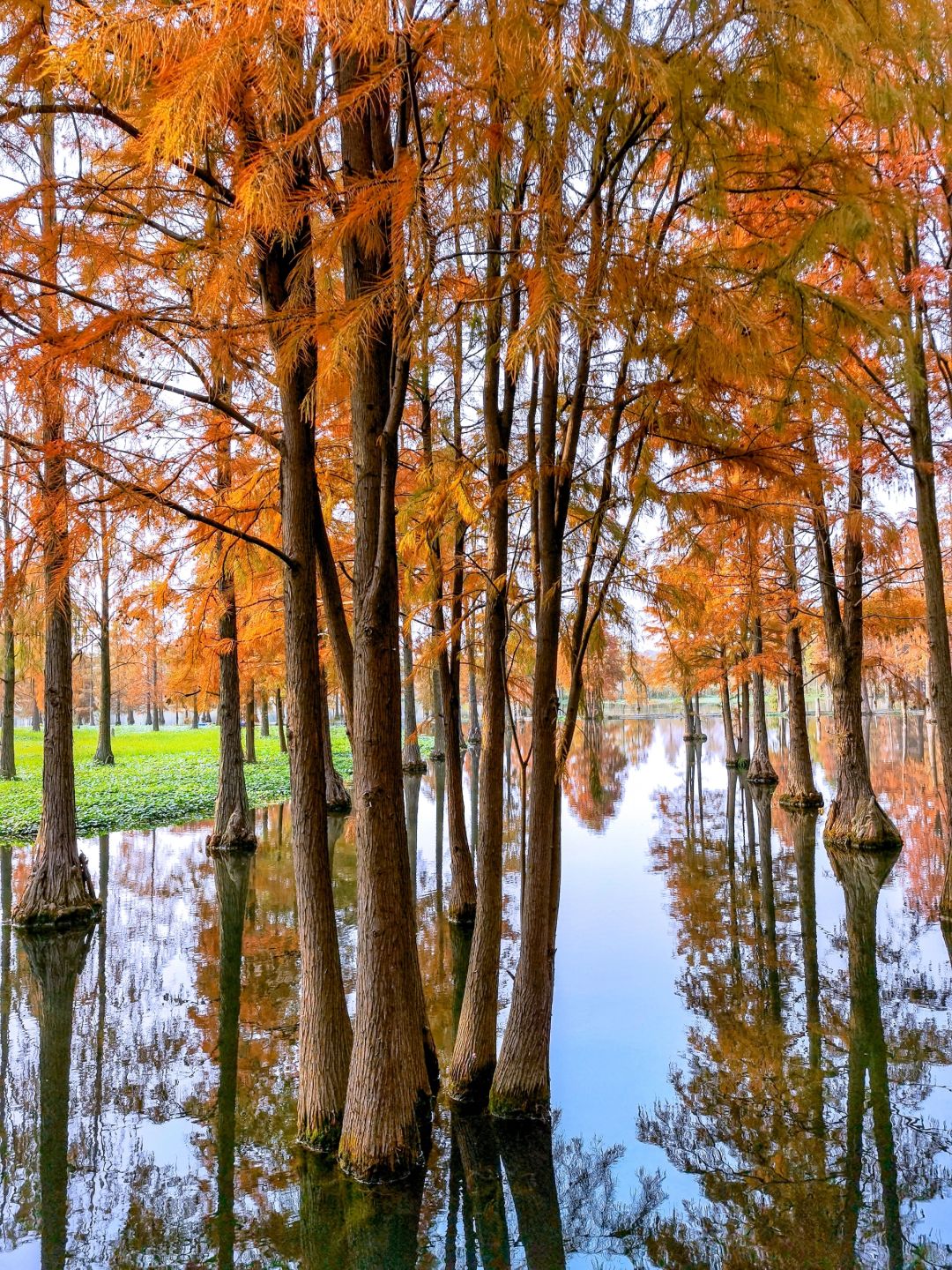 Shanghai/Hangzhou-Shanghai Qingxi Suburban Park is the only suburban park in Shanghai that features wetlands!