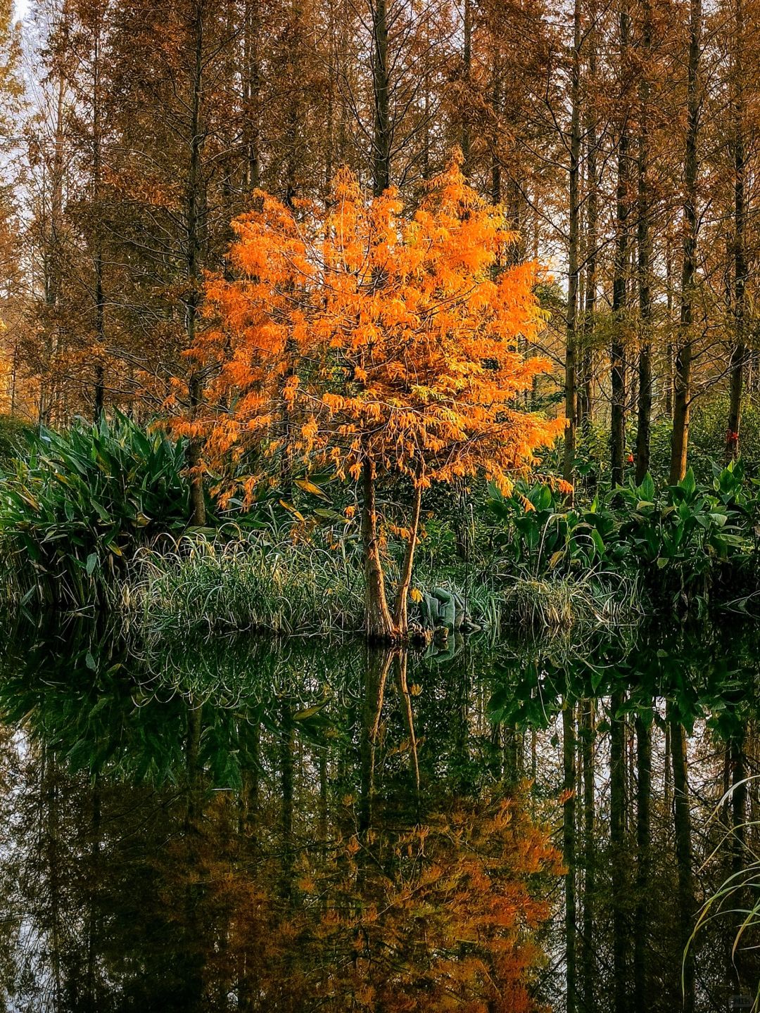 Shanghai/Hangzhou-Shanghai Qingxi Suburban Park is the only suburban park in Shanghai that features wetlands!