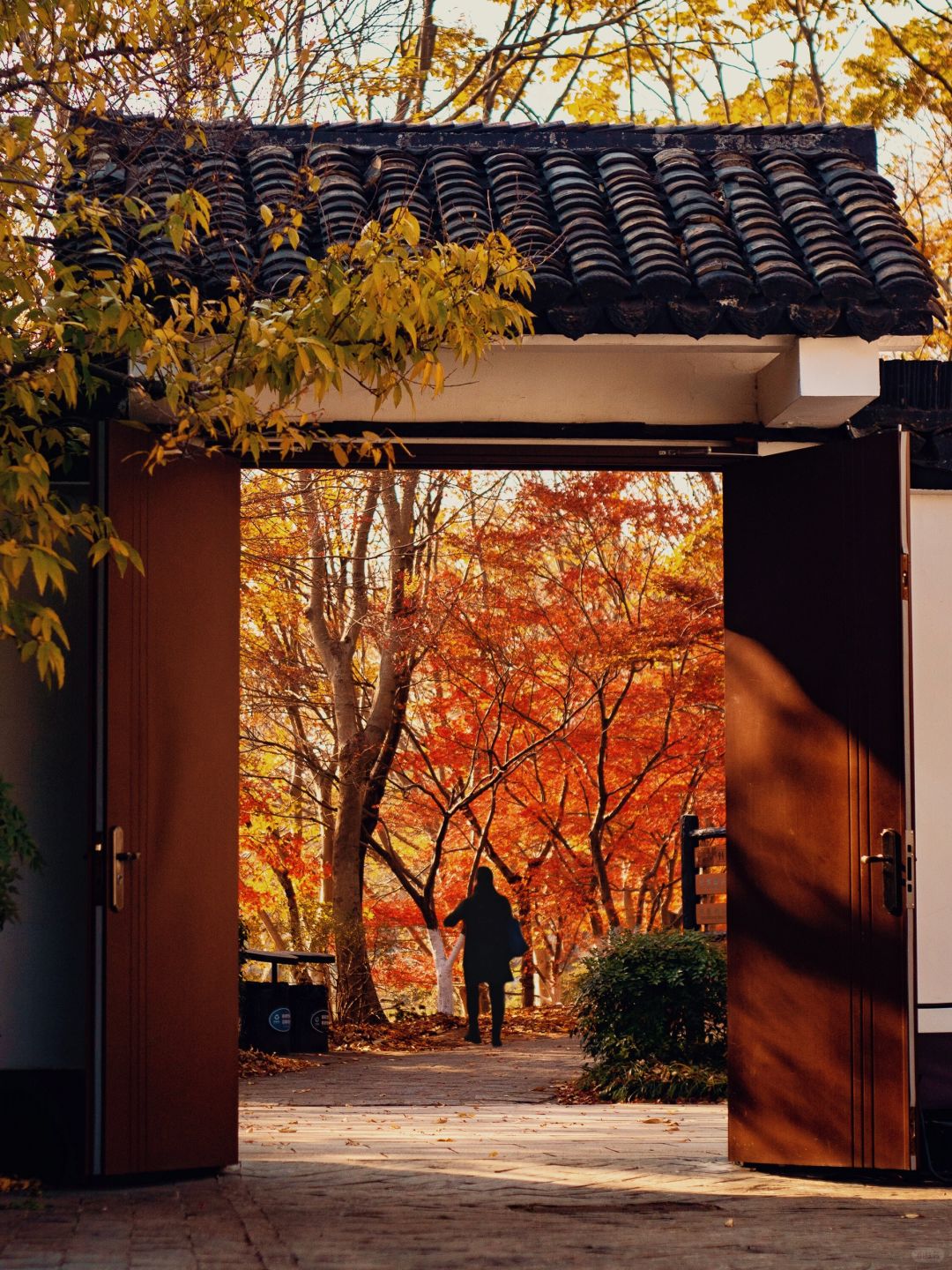 Shanghai/Hangzhou-Every autumn, Shanghai Gongqing Forest Park is a must visit destination in Shanghai！
