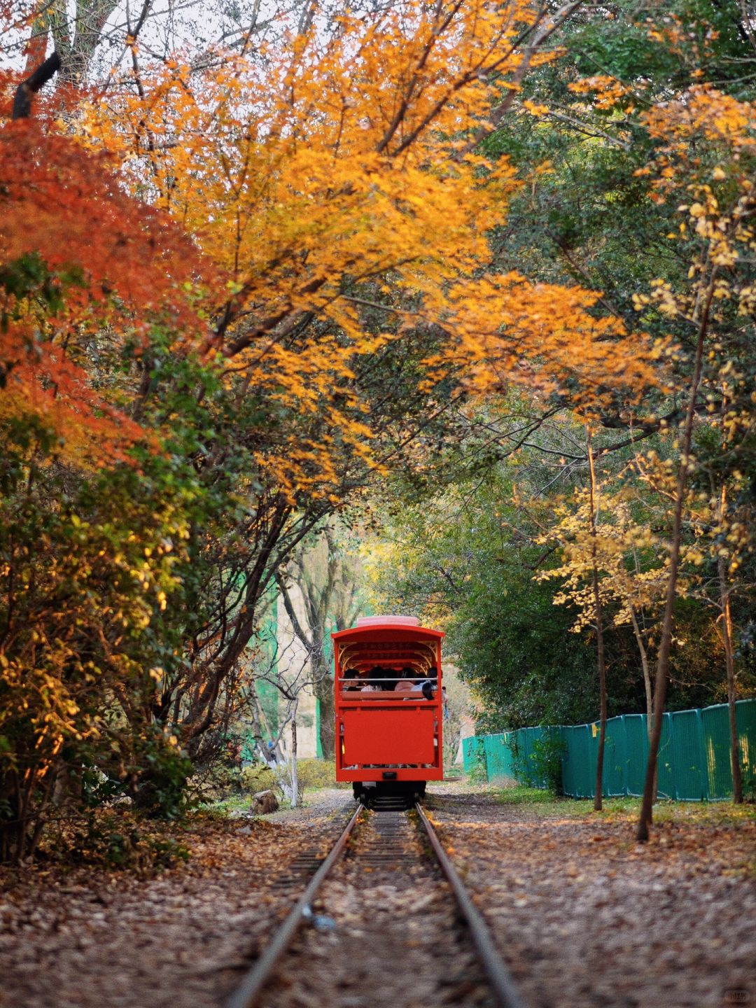 Shanghai/Hangzhou-Every autumn, Shanghai Gongqing Forest Park is a must visit destination in Shanghai！