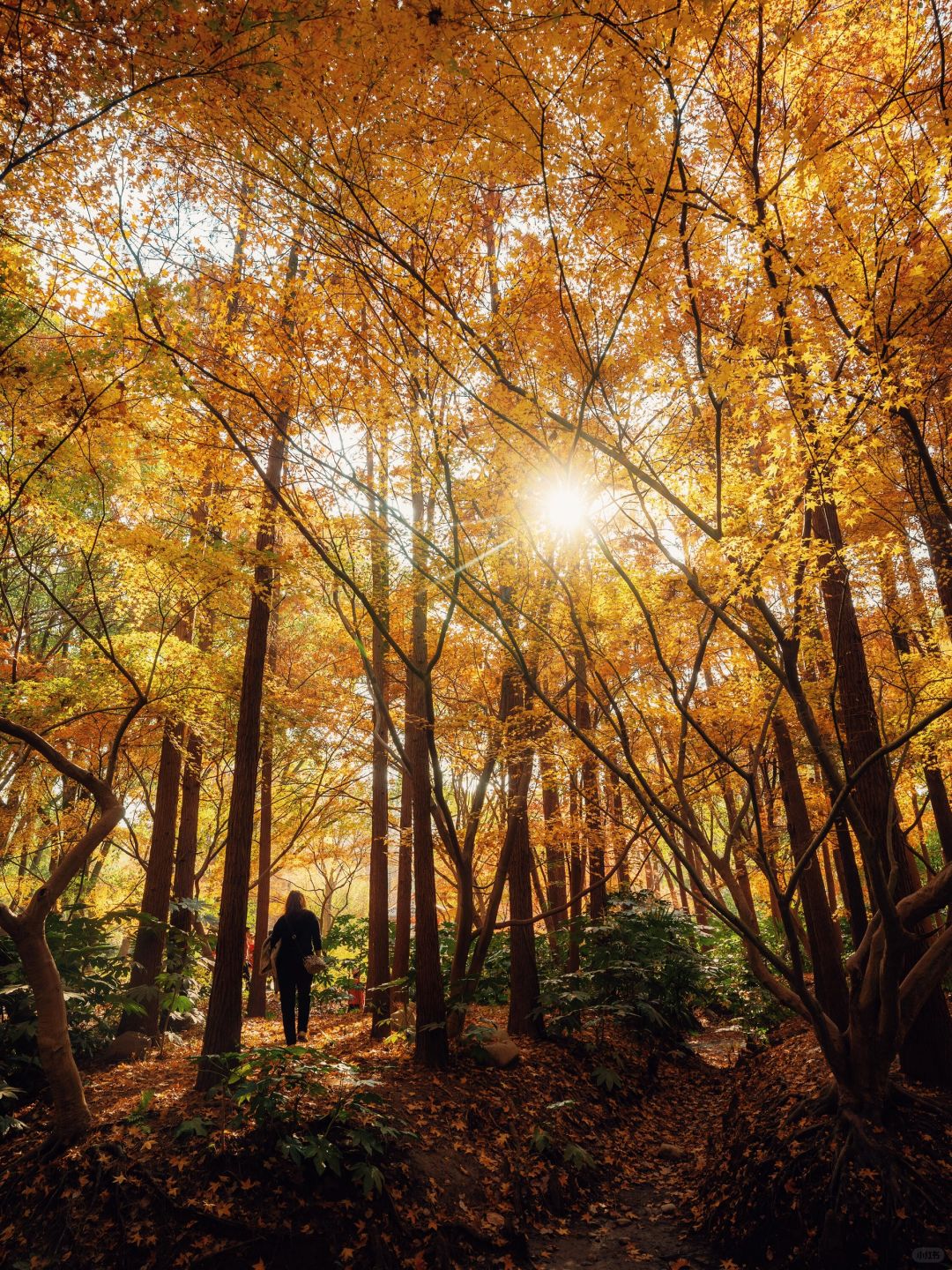 Shanghai/Hangzhou-Every autumn, Shanghai Gongqing Forest Park is a must visit destination in Shanghai！