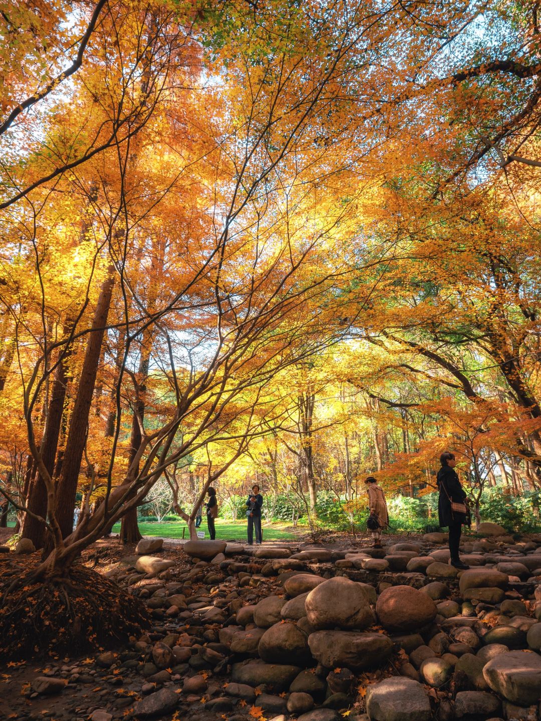Shanghai/Hangzhou-Every autumn, Shanghai Gongqing Forest Park is a must visit destination in Shanghai！