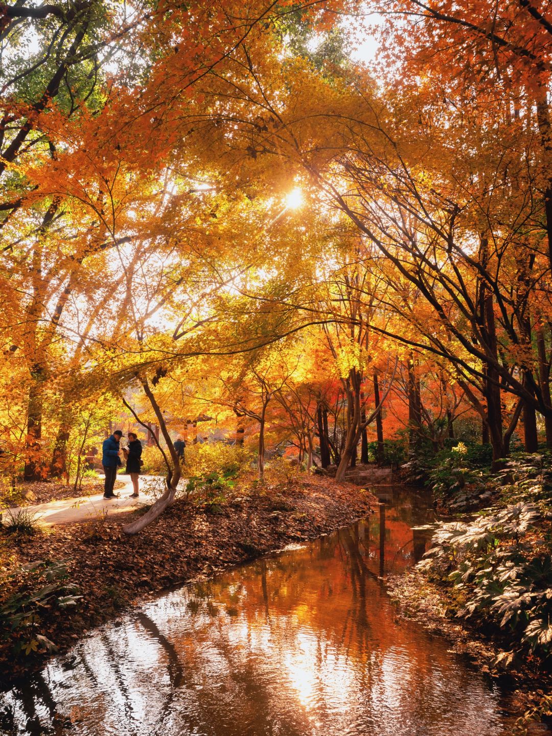 Shanghai/Hangzhou-Every autumn, Shanghai Gongqing Forest Park is a must visit destination in Shanghai！