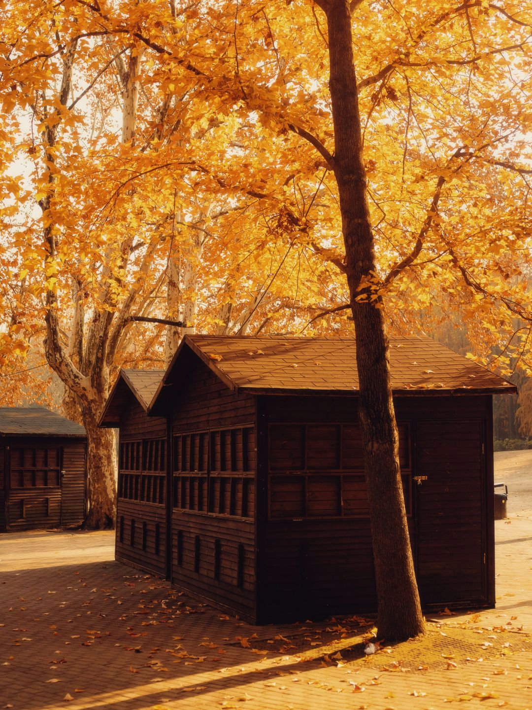 Shanghai/Hangzhou-Every autumn, Shanghai Gongqing Forest Park is a must visit destination in Shanghai！