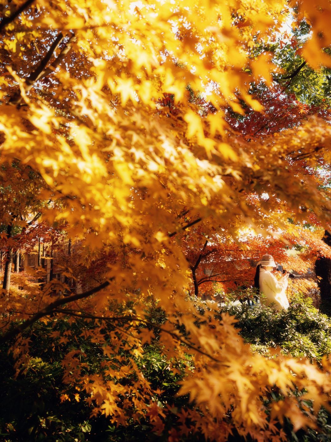 Shanghai/Hangzhou-Every autumn, Shanghai Gongqing Forest Park is a must visit destination in Shanghai！