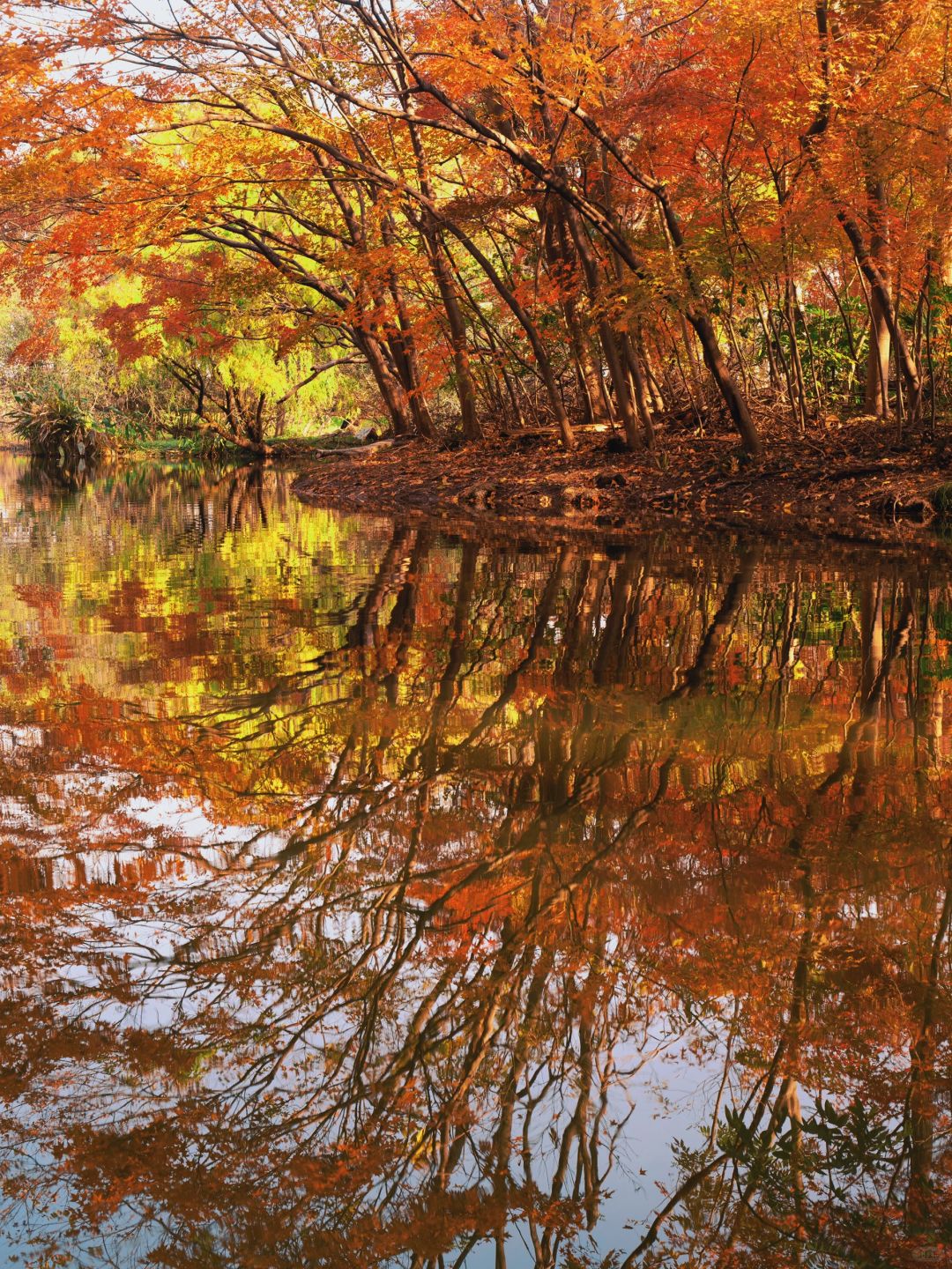 Shanghai/Hangzhou-Every autumn, Shanghai Gongqing Forest Park is a must visit destination in Shanghai！