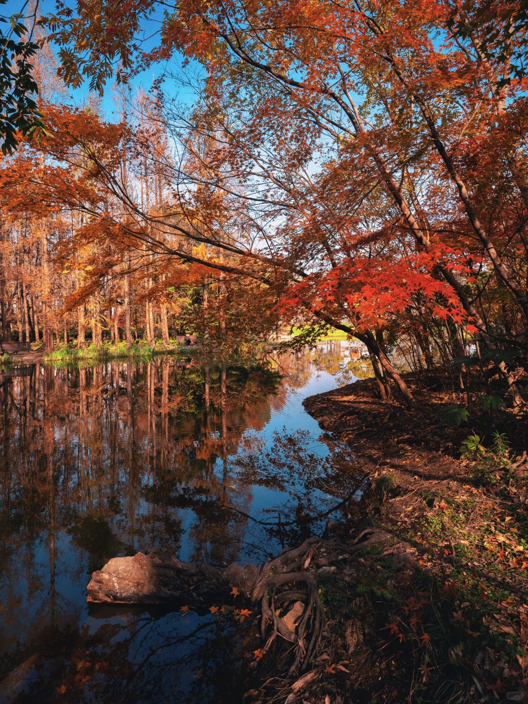 Shanghai/Hangzhou-Every autumn, Shanghai Gongqing Forest Park is a must visit destination in Shanghai！