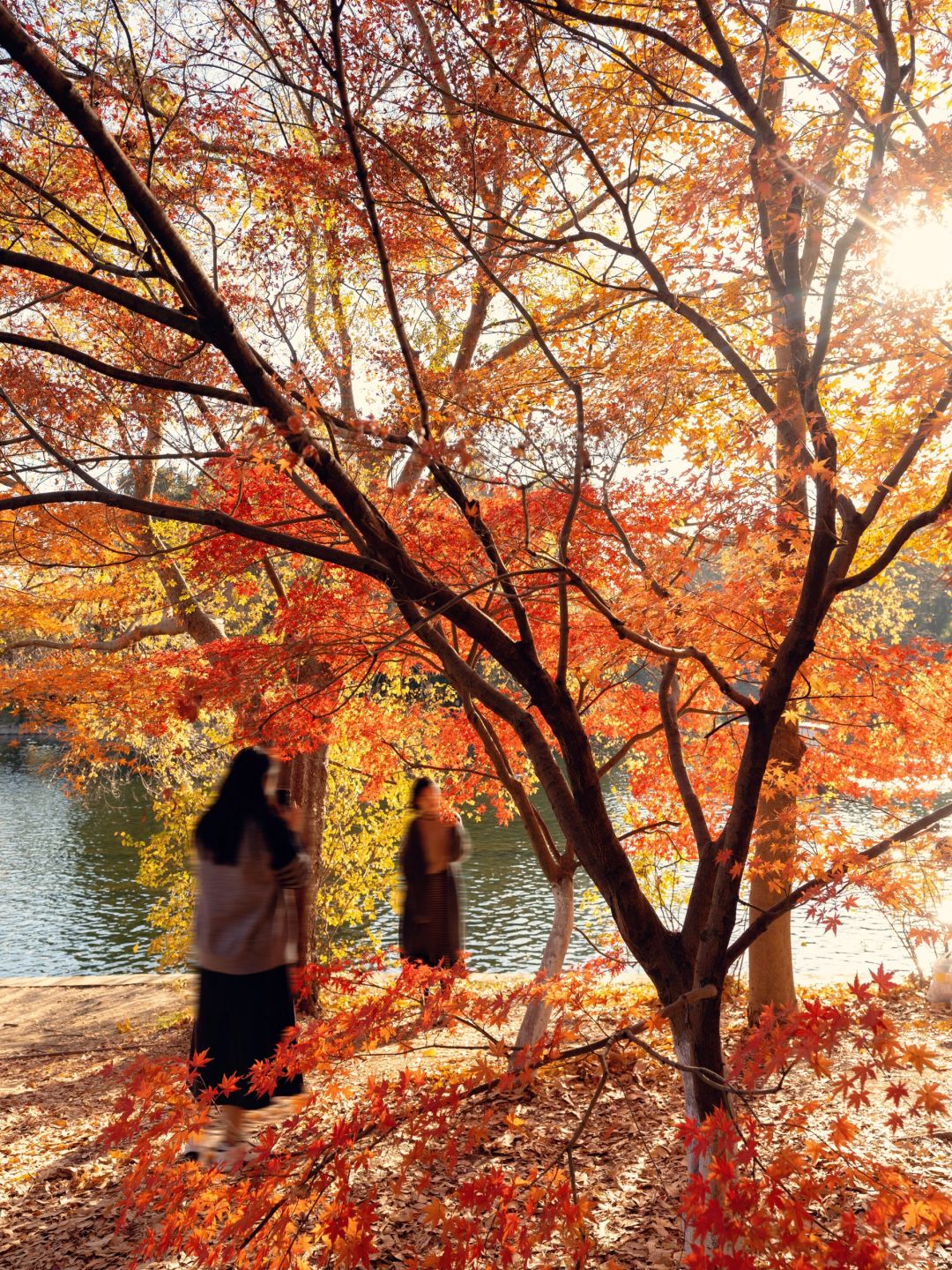 Shanghai/Hangzhou-Every autumn, Shanghai Gongqing Forest Park is a must visit destination in Shanghai！