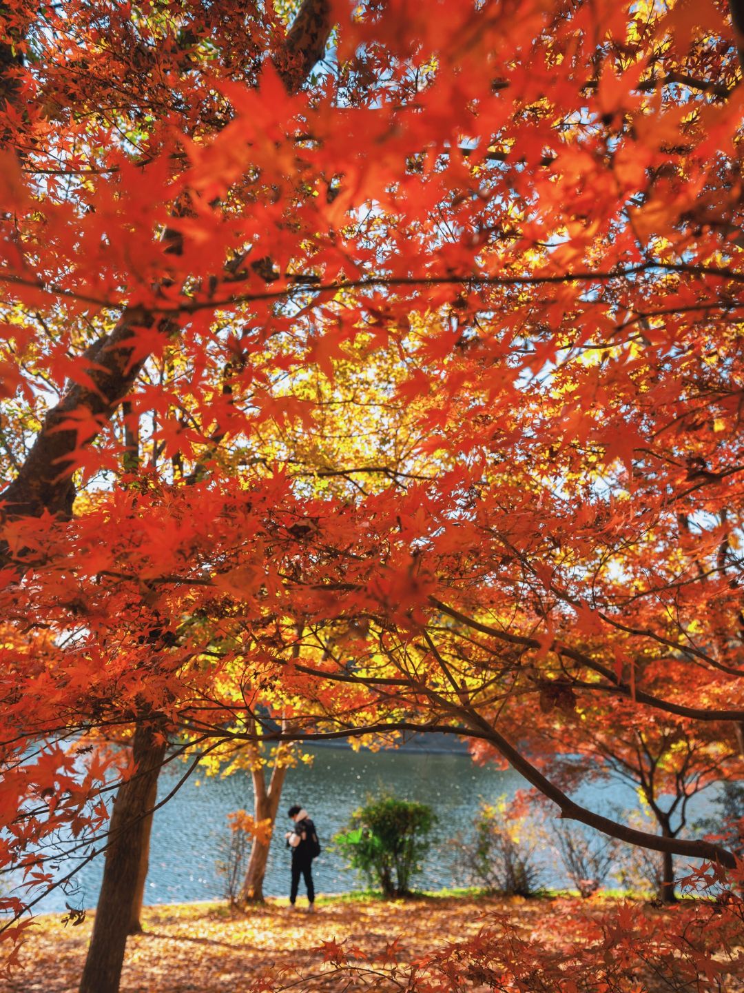 Shanghai/Hangzhou-Every autumn, Shanghai Gongqing Forest Park is a must visit destination in Shanghai！