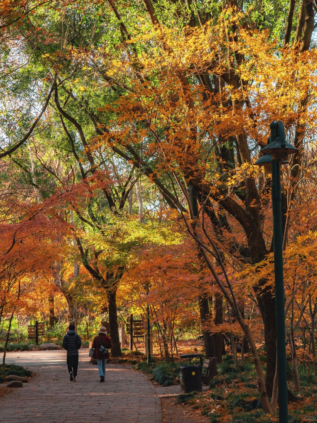 Shanghai/Hangzhou-Every autumn, Shanghai Gongqing Forest Park is a must visit destination in Shanghai！