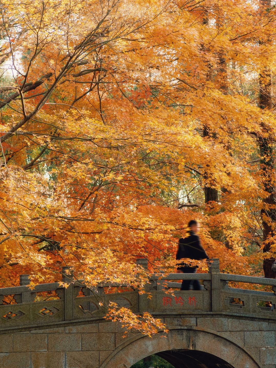 Shanghai/Hangzhou-Every autumn, Shanghai Gongqing Forest Park is a must visit destination in Shanghai！