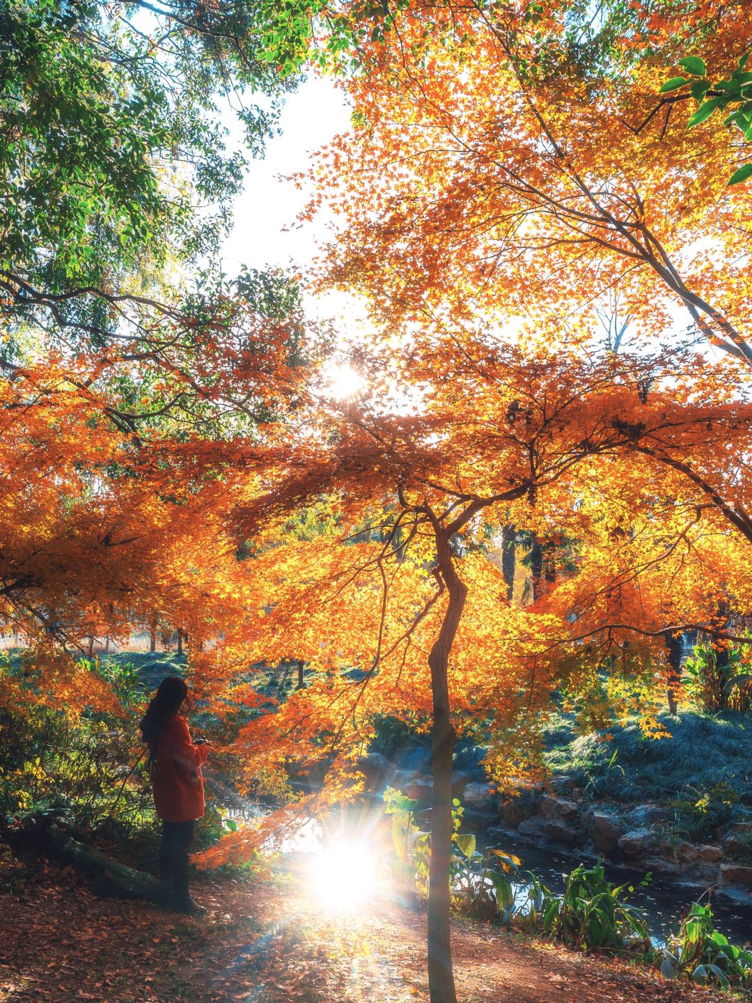 Shanghai/Hangzhou-Every autumn, Shanghai Gongqing Forest Park is a must visit destination in Shanghai！