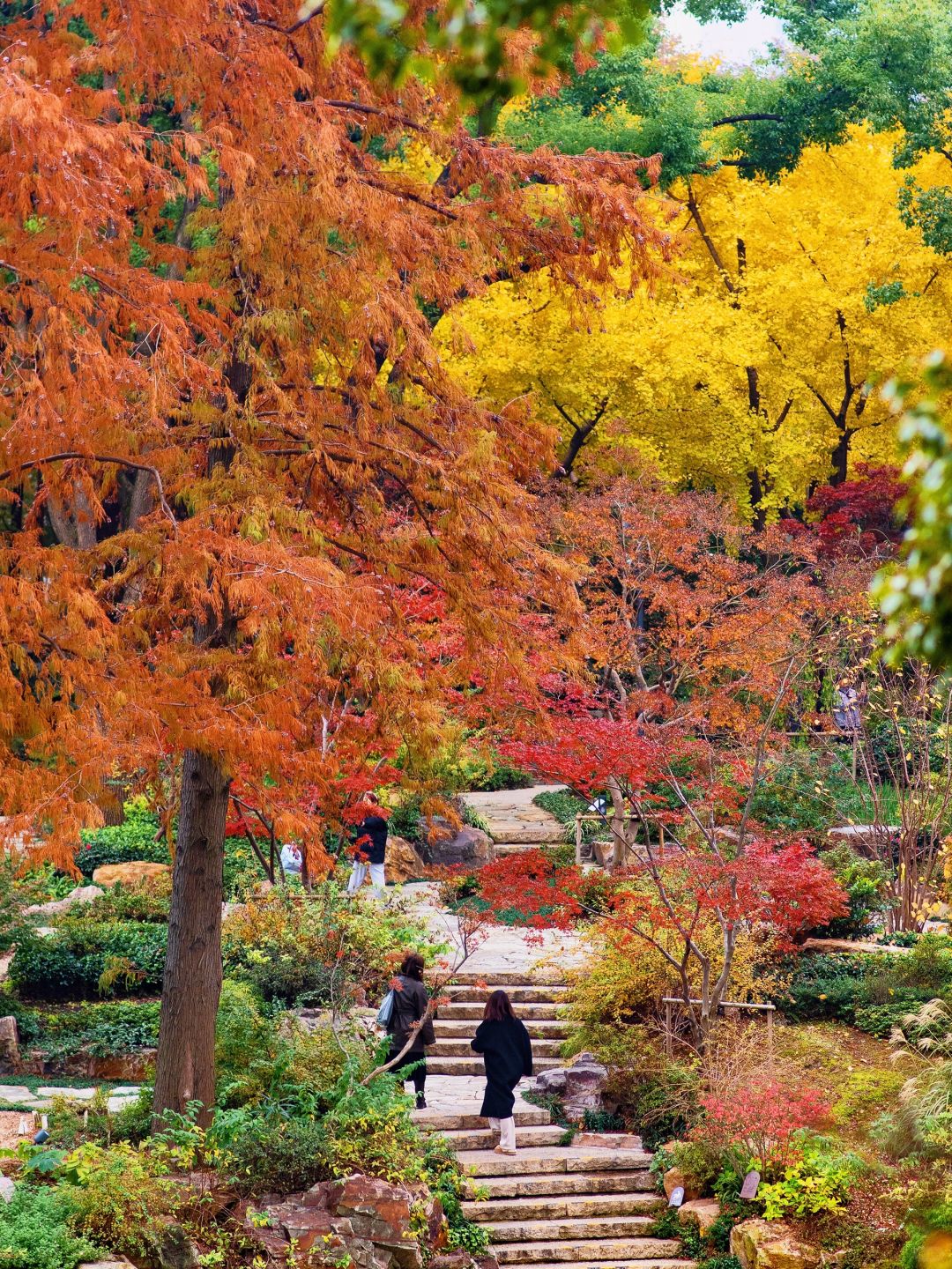 Shanghai/Hangzhou-Shanghai Fude Li Park, with colorful maple leaves, ginkgo trees, cypress trees, and tallow trees!
