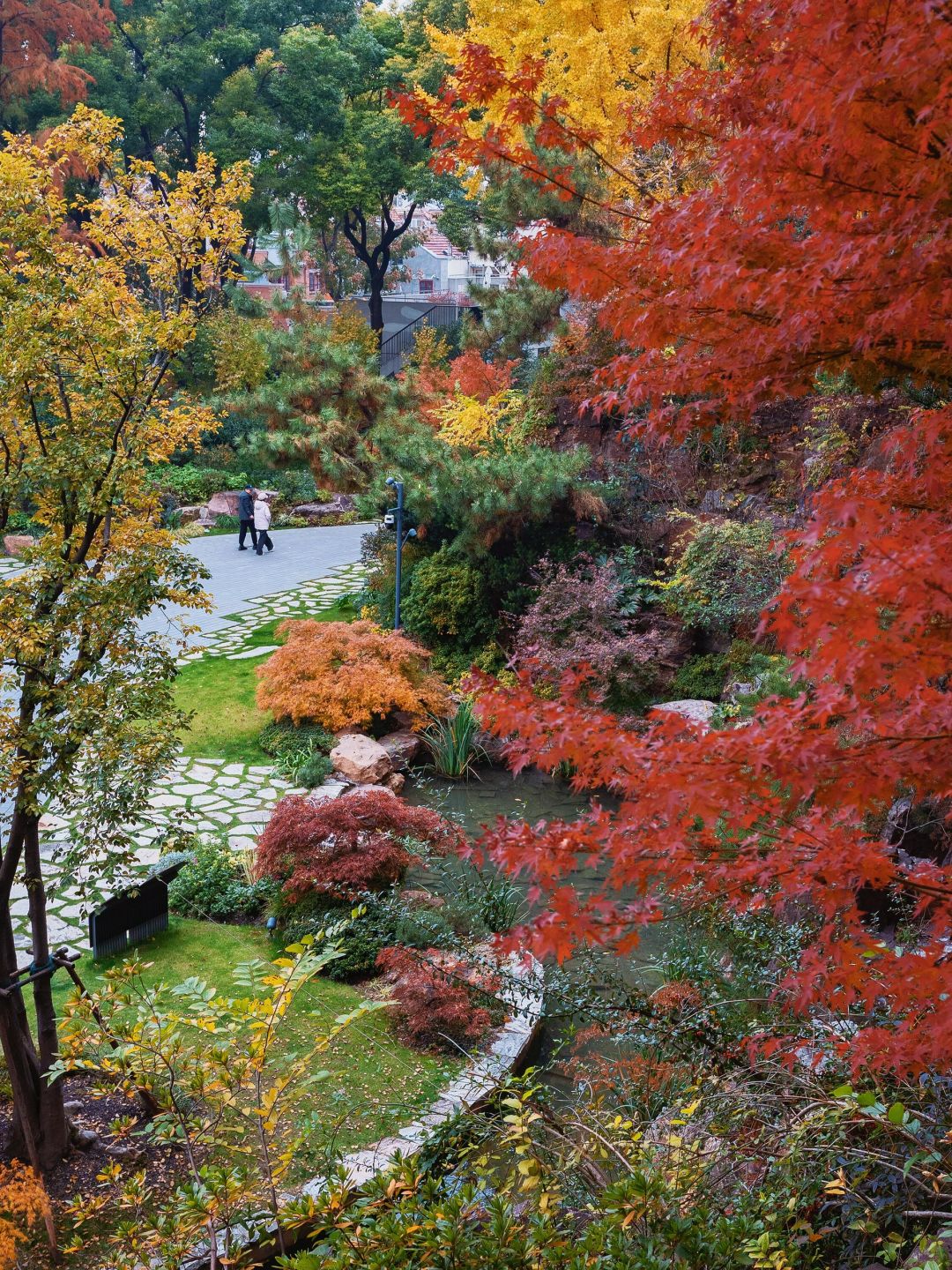 Shanghai/Hangzhou-Shanghai Fude Li Park, with colorful maple leaves, ginkgo trees, cypress trees, and tallow trees!