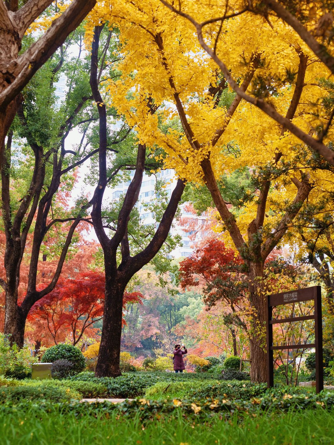 Shanghai/Hangzhou-Shanghai Fude Li Park, with colorful maple leaves, ginkgo trees, cypress trees, and tallow trees!