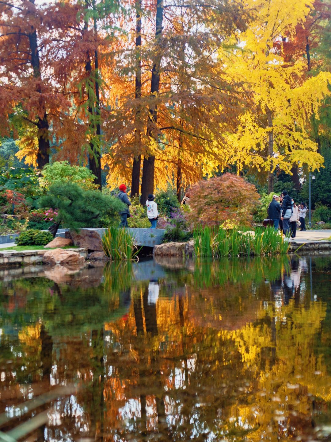 Shanghai/Hangzhou-Shanghai Fude Li Park, with colorful maple leaves, ginkgo trees, cypress trees, and tallow trees!