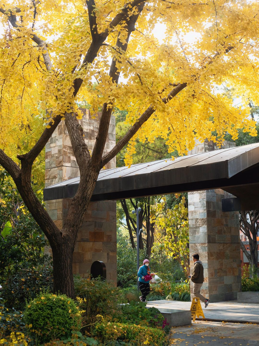 Shanghai/Hangzhou-Shanghai Fude Li Park, with colorful maple leaves, ginkgo trees, cypress trees, and tallow trees!