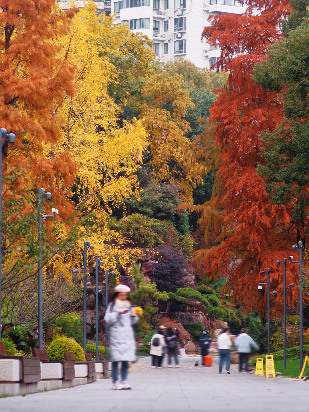 Shanghai/Hangzhou-Shanghai Fude Li Park, with colorful maple leaves, ginkgo trees, cypress trees, and tallow trees!