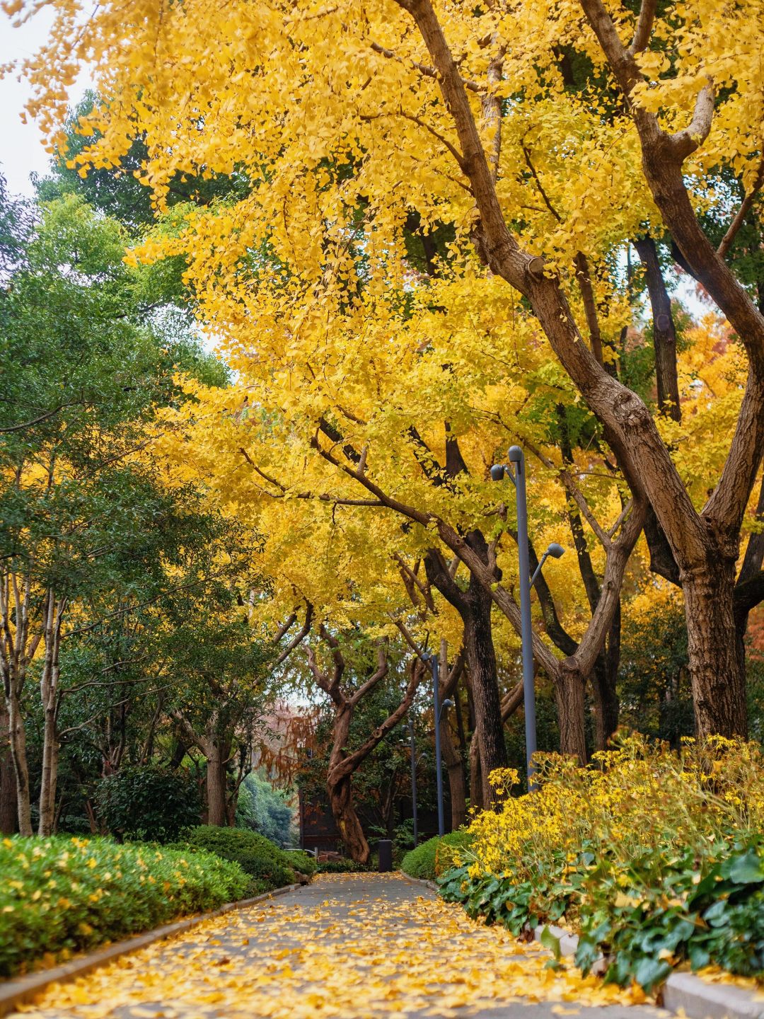 Shanghai/Hangzhou-Shanghai Fude Li Park, with colorful maple leaves, ginkgo trees, cypress trees, and tallow trees!