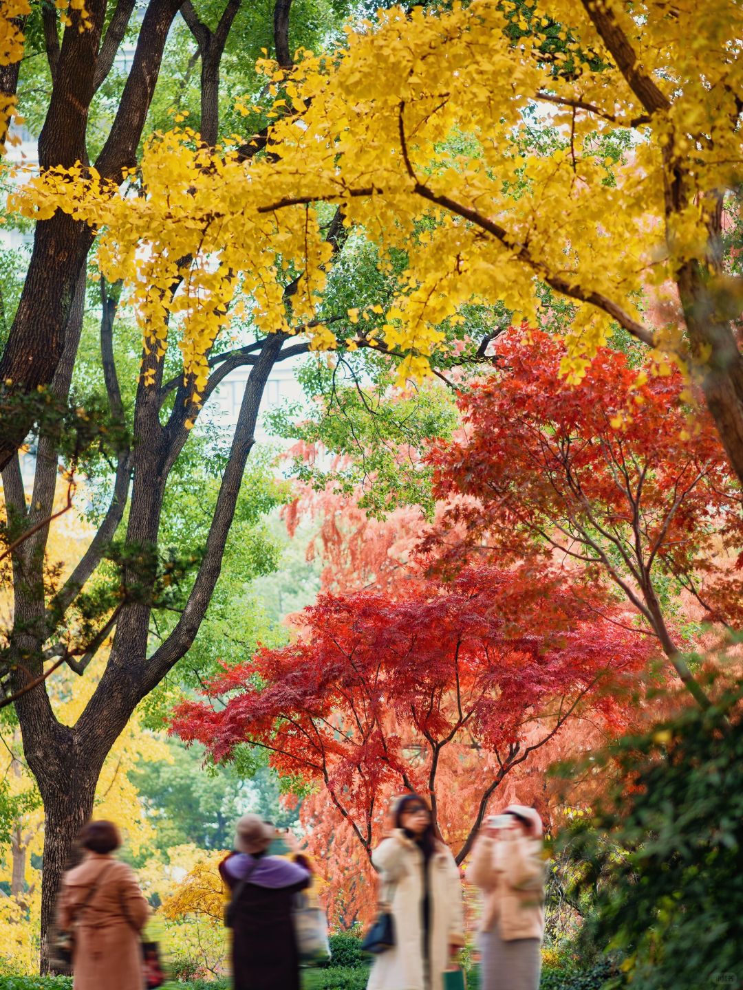 Shanghai/Hangzhou-Shanghai Fude Li Park, with colorful maple leaves, ginkgo trees, cypress trees, and tallow trees!