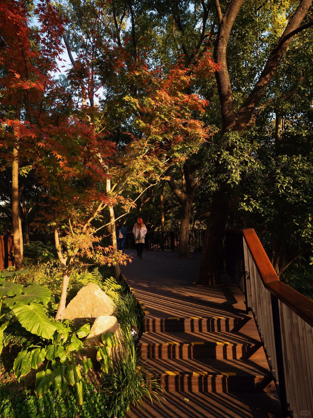 Shanghai/Hangzhou-Shanghai Fude Li Park, with colorful maple leaves, ginkgo trees, cypress trees, and tallow trees!