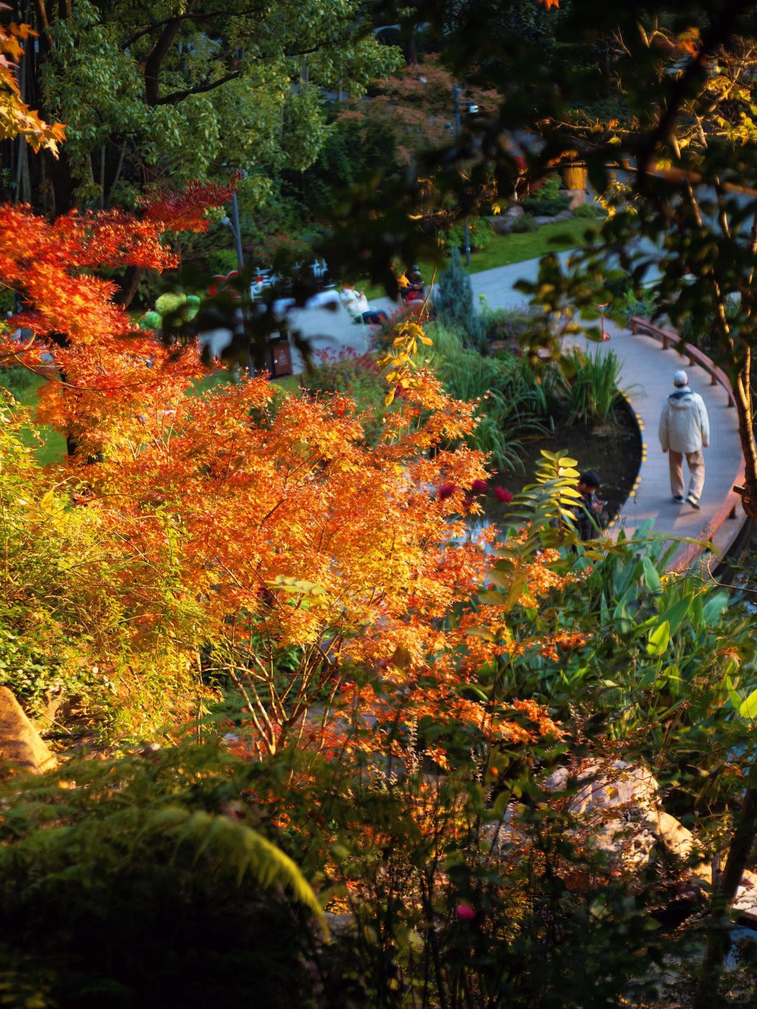 Shanghai/Hangzhou-Shanghai Fude Li Park, with colorful maple leaves, ginkgo trees, cypress trees, and tallow trees!