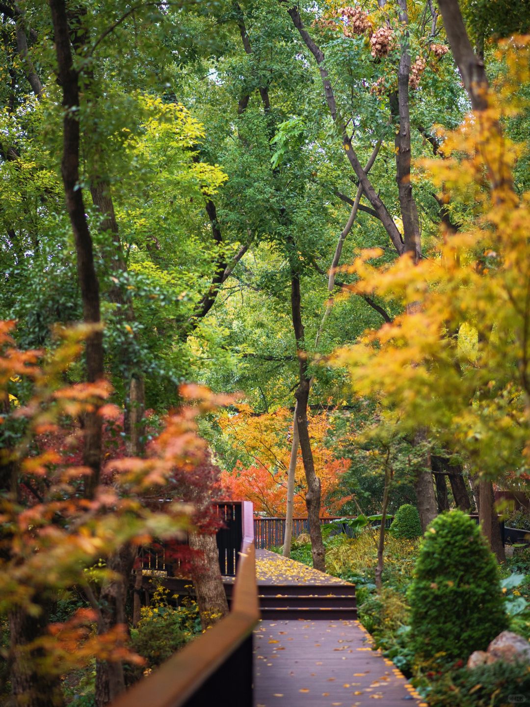 Shanghai/Hangzhou-Shanghai Fude Li Park, with colorful maple leaves, ginkgo trees, cypress trees, and tallow trees!